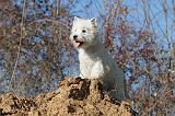 WESTIE 242
